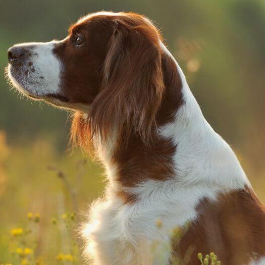 Irish red white clearance setter